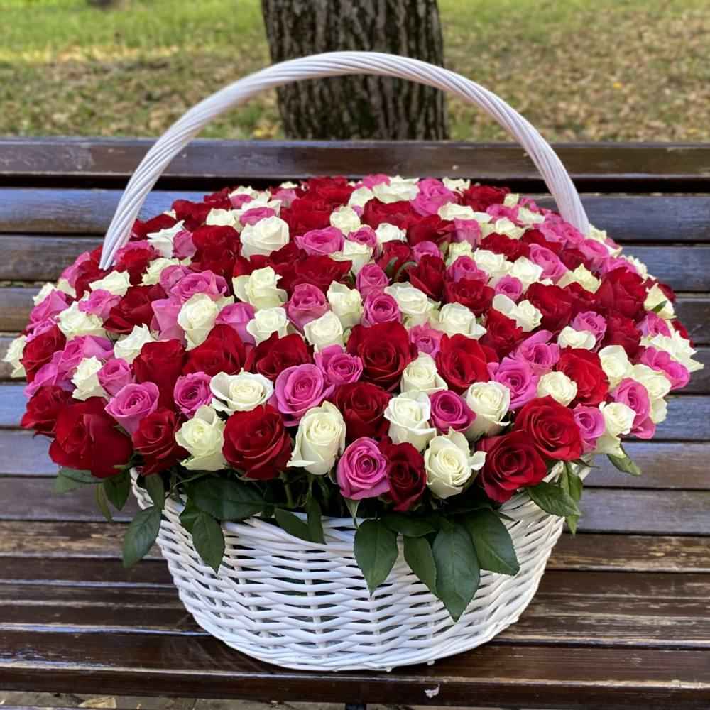 Акция! 301 роза Яркий Mix в корзине!