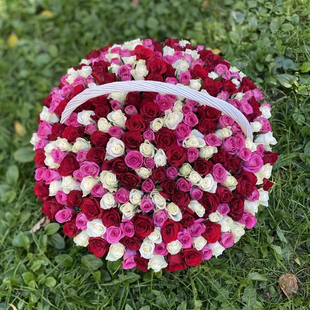 Акция! 301 роза Яркий Mix в корзине!