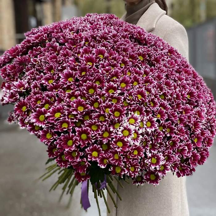 Акция! 101 сиреневая кустовая хризантема!