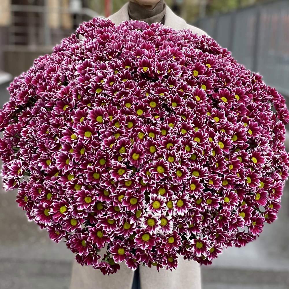 Акция! 101 сиреневая кустовая хризантема!