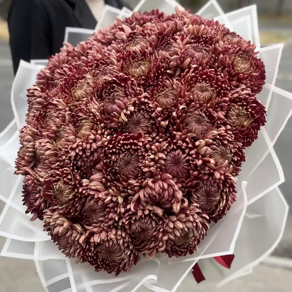 Акция! 51 бордовая хризантема