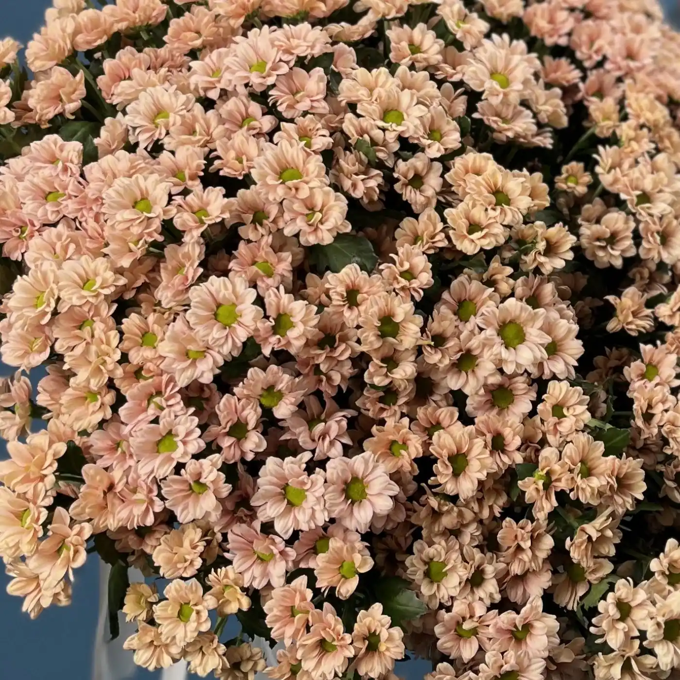 Акция! 101 кремовая кустовая хризантема!