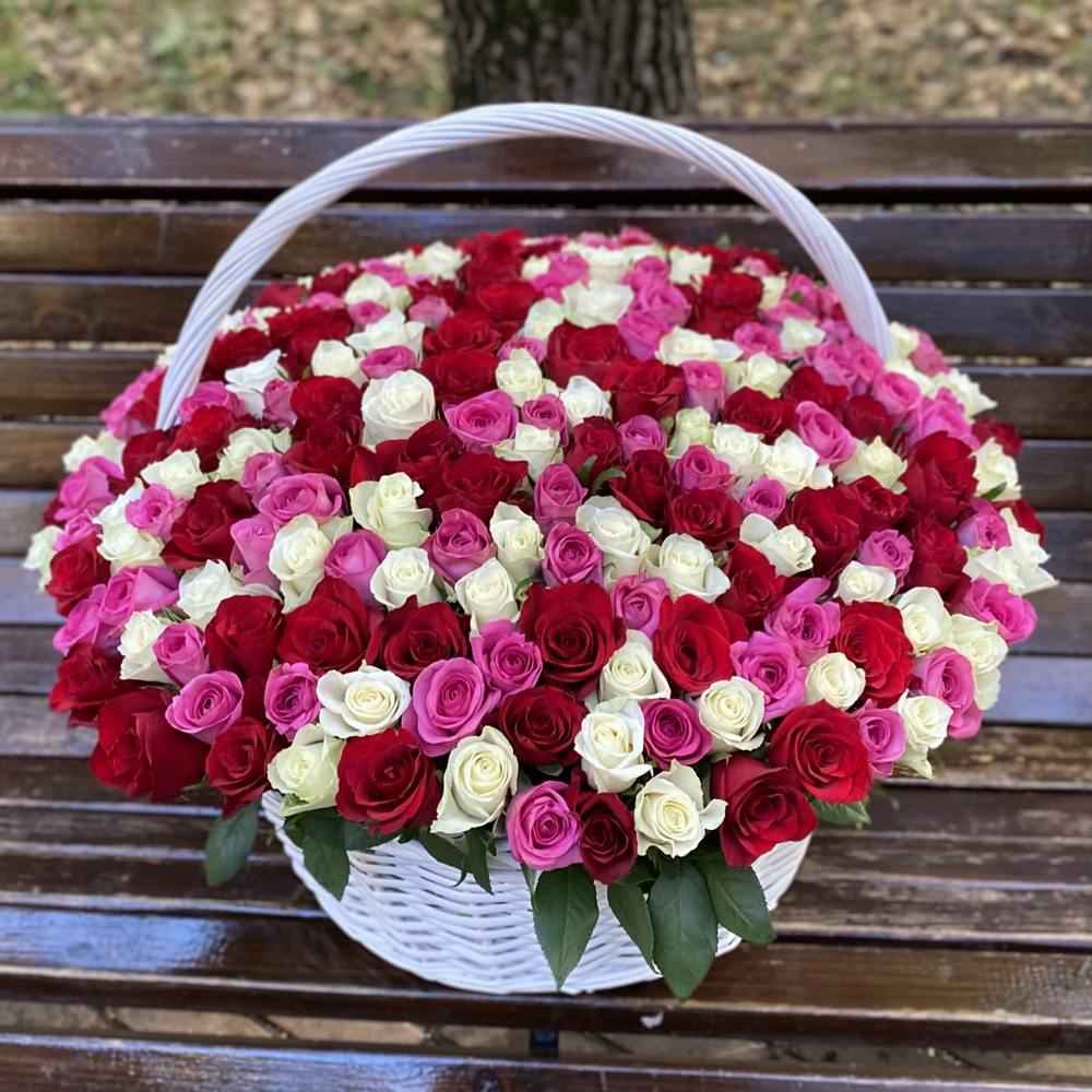 Акция! 301 роза Яркий Mix в корзине!