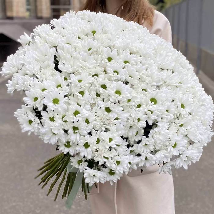 Акция! 51 белая кустовая хризантема