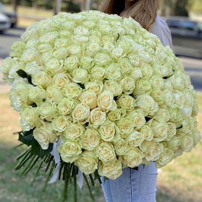 Акция! 151 белая роза Premium 50 см.