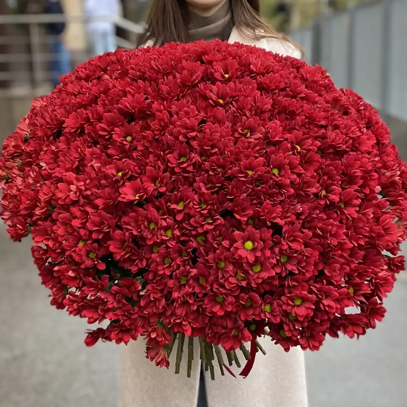 Акция! 101 бордовая кустовая хризантема!