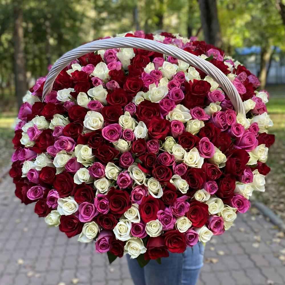 Акция! 301 роза Яркий Mix в корзине!