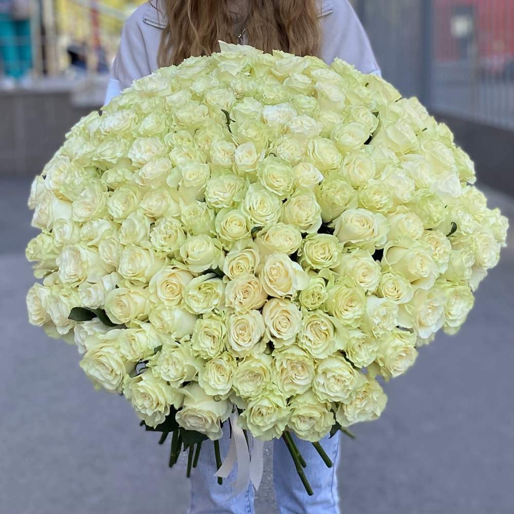 Акция! 151 белая роза Premium 50 см.