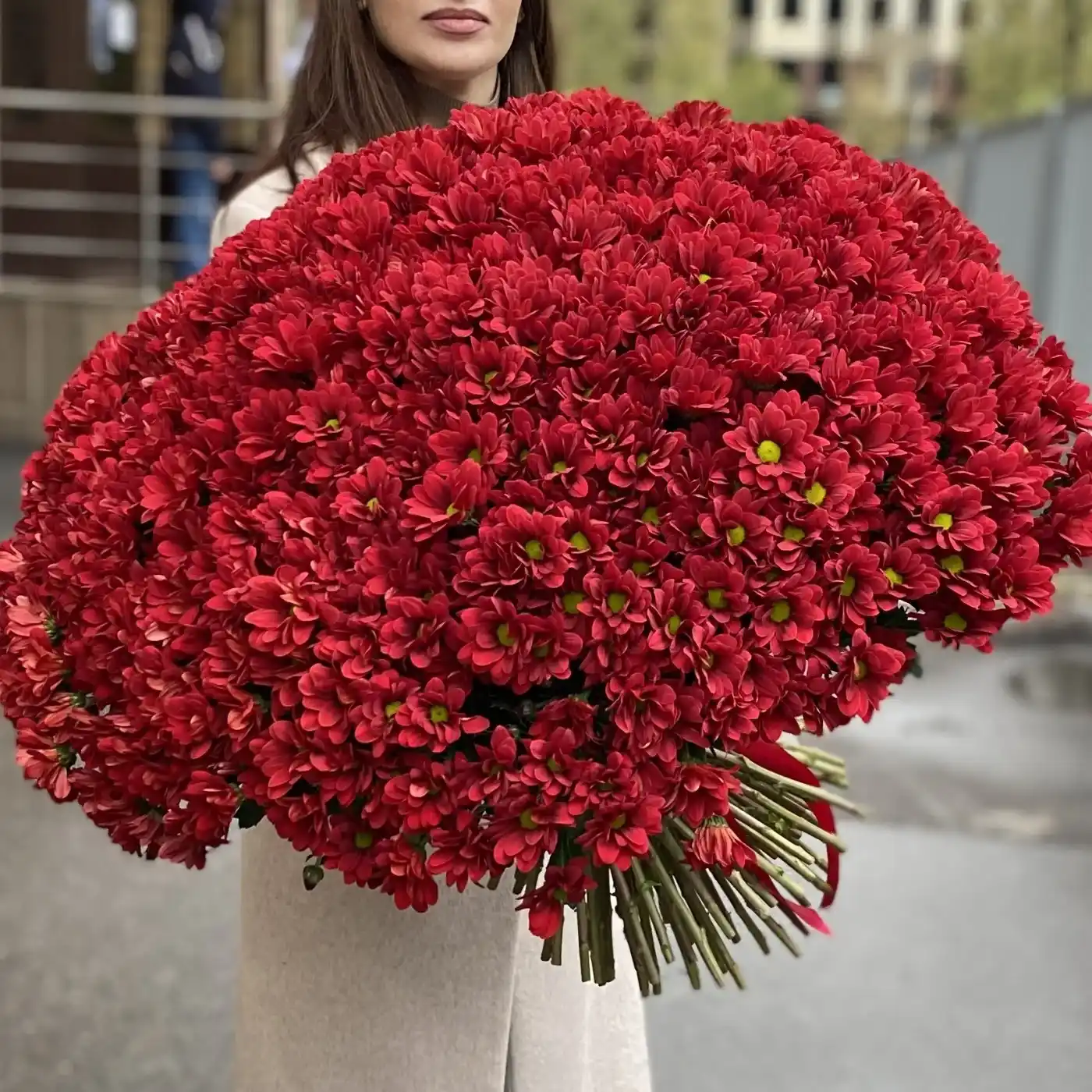 Акция! 101 бордовая кустовая хризантема!