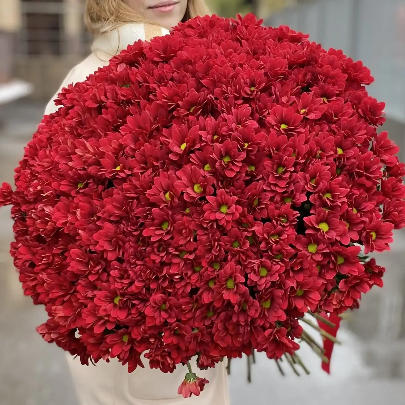 Акция! 51 бордовая кустовая хризантема