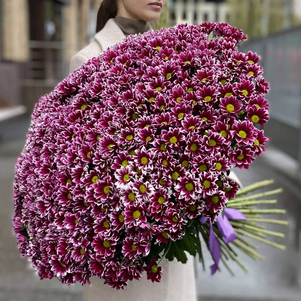 Акция! 101 сиреневая кустовая хризантема!