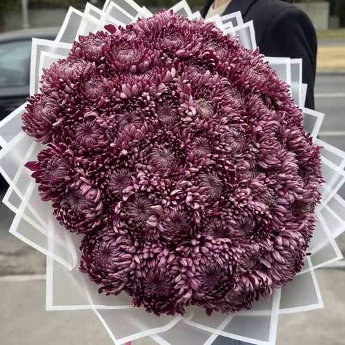 Акция! 51 фиолетовая хризантема