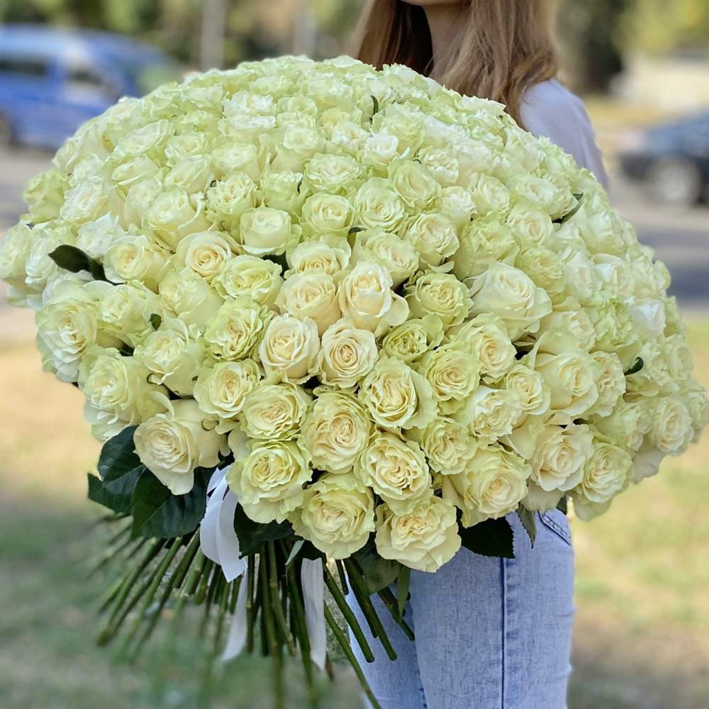 Акция! 151 белая роза Premium 50 см.