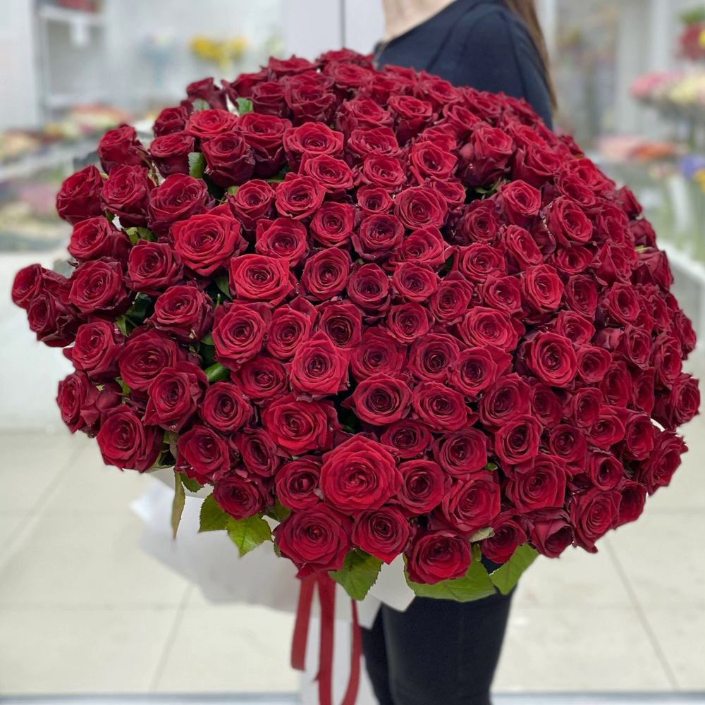Акция! 151 красная роза Premium 50 см.