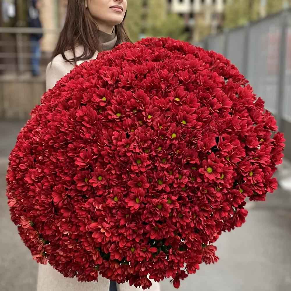 Акция! 101 бордовая кустовая хризантема!