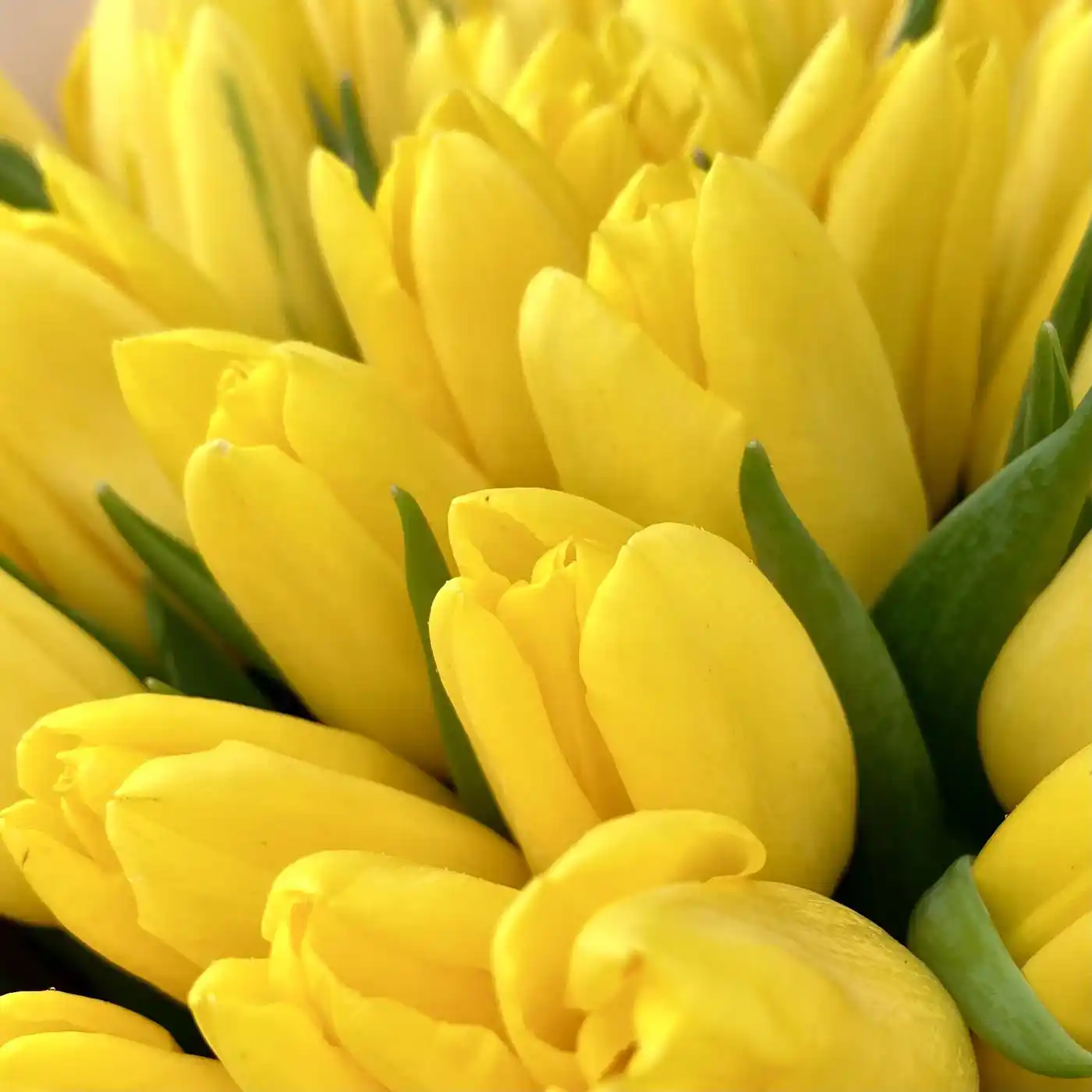 Акция! Букет из 101 желтого тюльпана!