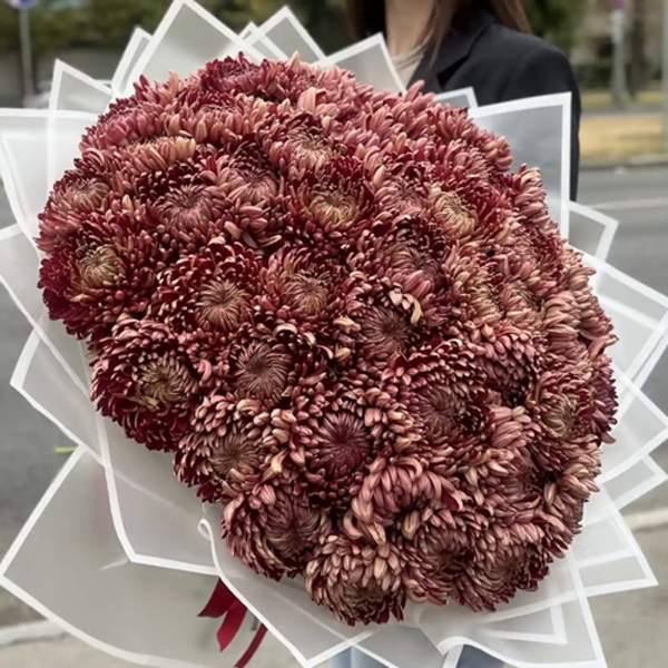 Акция! 51 бордовая хризантема