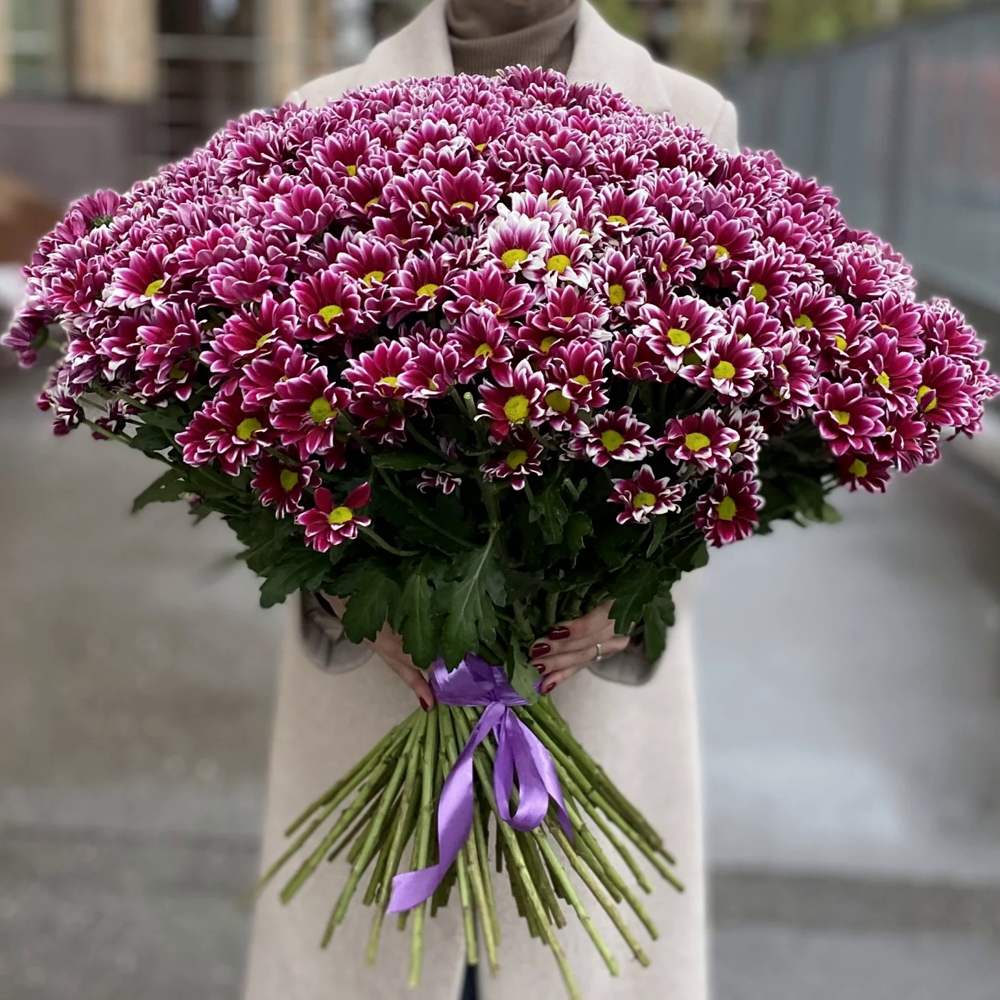 Акция! 101 сиреневая кустовая хризантема!