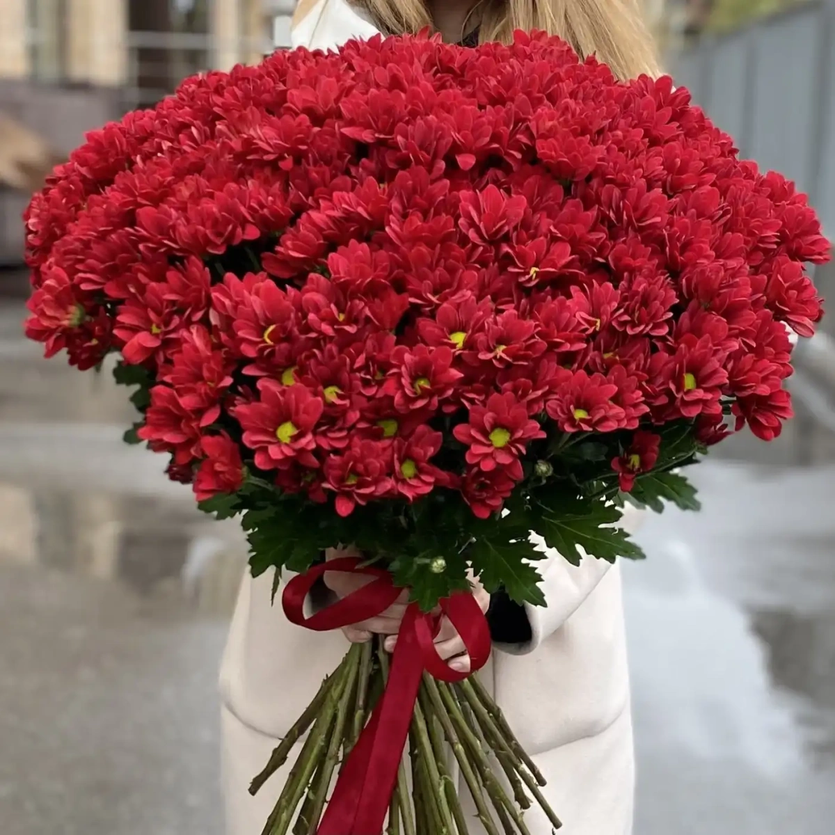 Акция! 51 бордовая кустовая хризантема